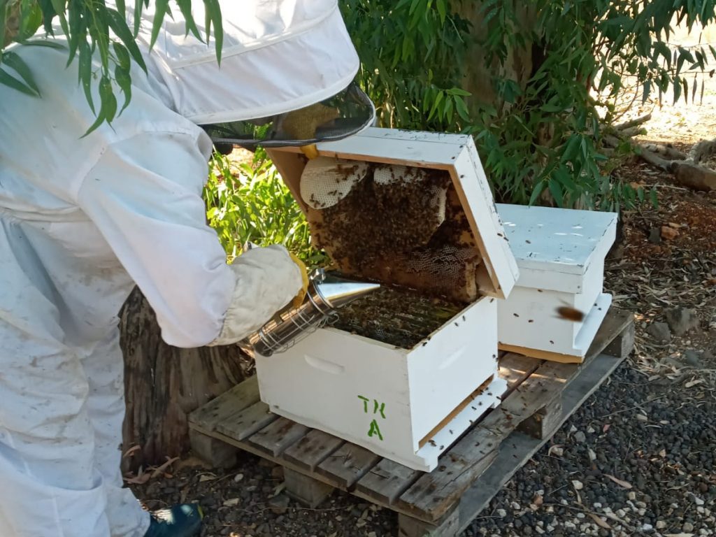 Dancinger_Bees4 Dancinger_Bees4