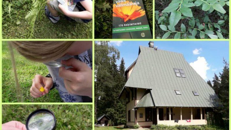 Gaia school (herbal camp) Gaia school (herbal camp)